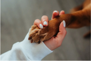 How Dog Powder for Itchy Skin Helps Control Moisture and Irritation